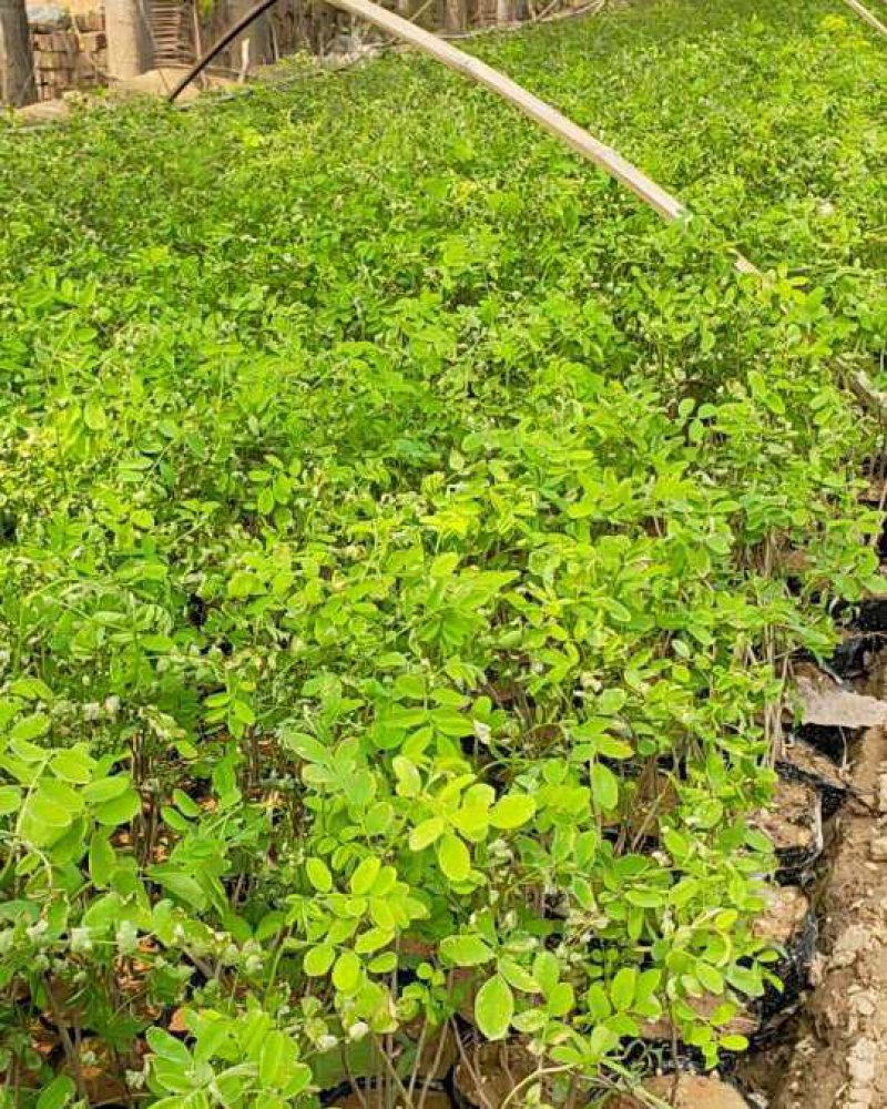 紫穗槐大量供应各种规格价低质优诚信经营