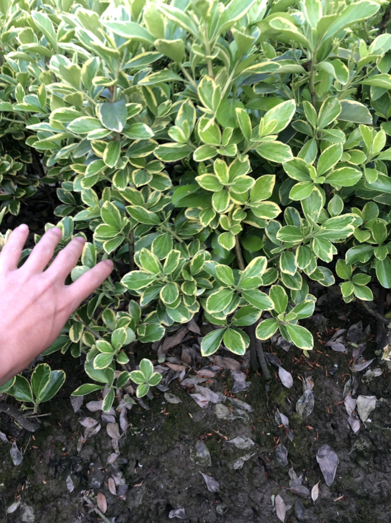金边黄杨小毛球