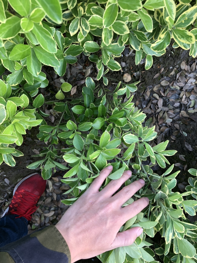 金边黄杨小毛球