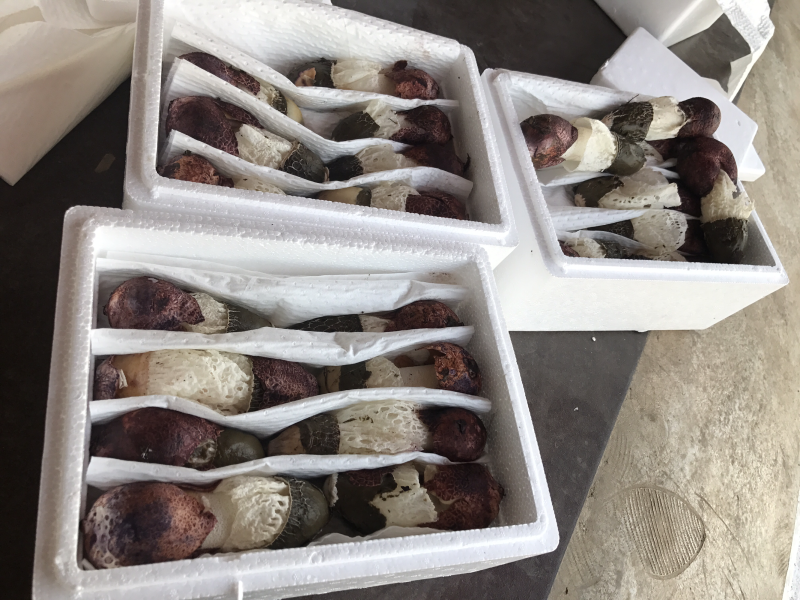 新鲜竹荪菌1000克装农户产地直销量大从优一件代发
