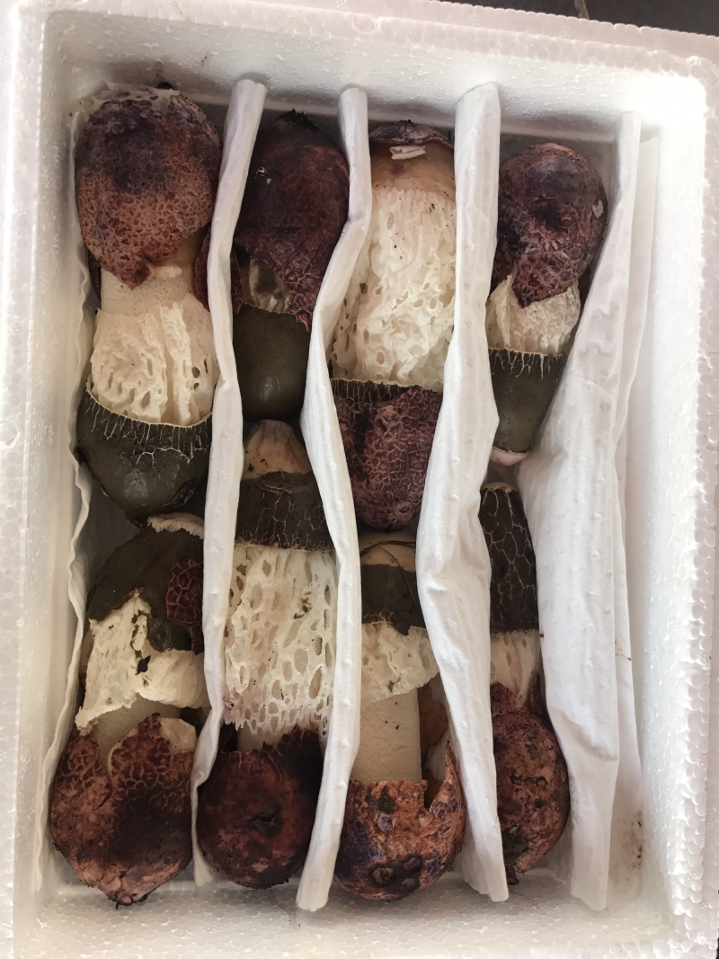 新鲜竹荪菌1000克装农户产地直销量大从优一件代发