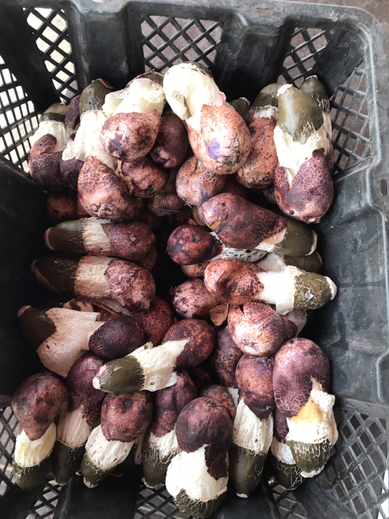 新鲜竹荪菌1000克装农户产地直销量大从优一件代发