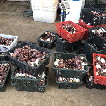 新鲜竹荪菌1000克装农户产地直销量大从优一件代发
