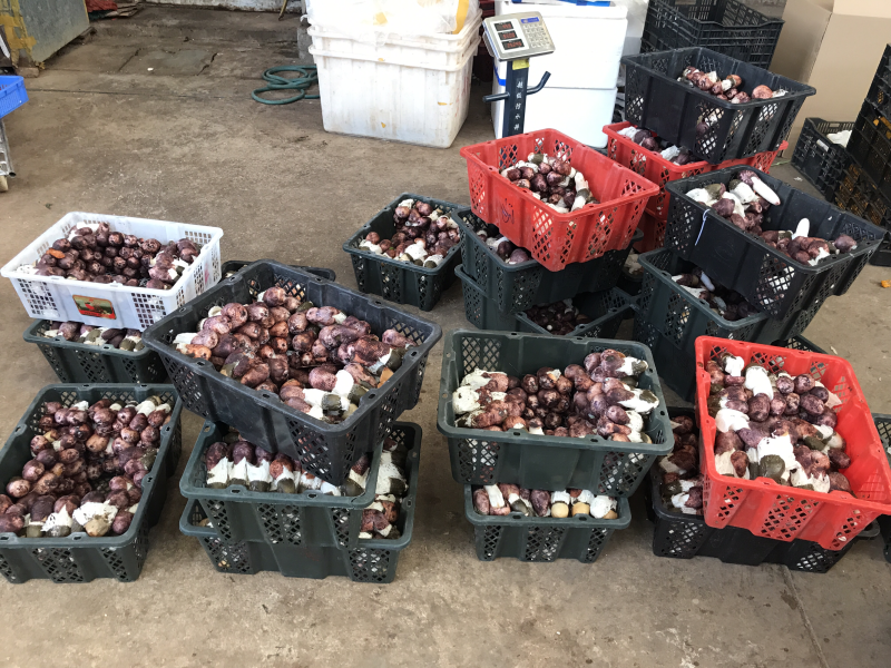 新鲜竹荪菌1000克装农户产地直销量大从优一件代发