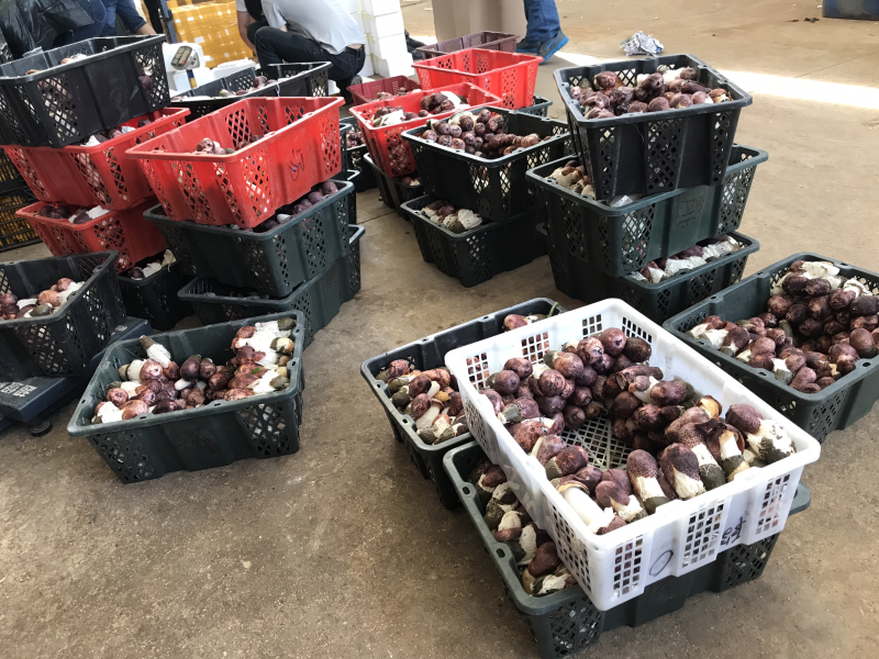 新鲜竹荪菌1000克装农户产地直销量大从优一件代发