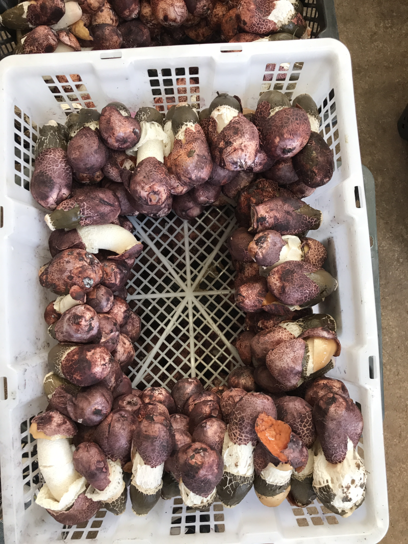 新鲜竹荪菌1000克装农户产地直销量大从优一件代发