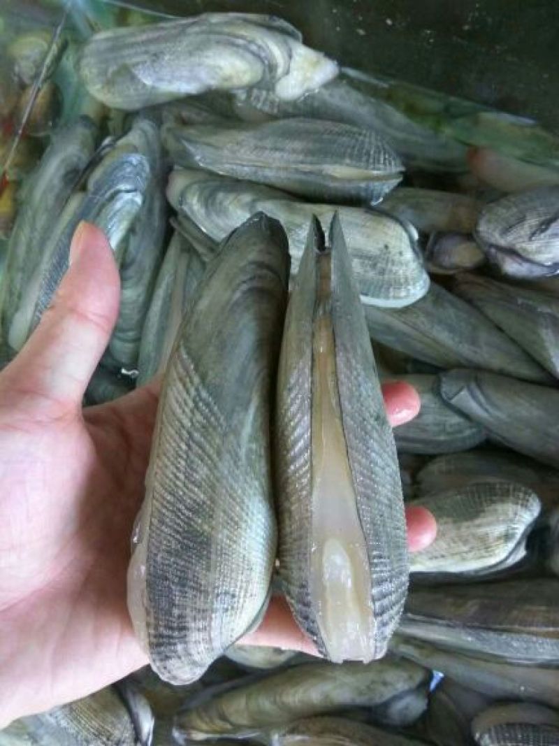 海螺食用鲜活5~10只/kg