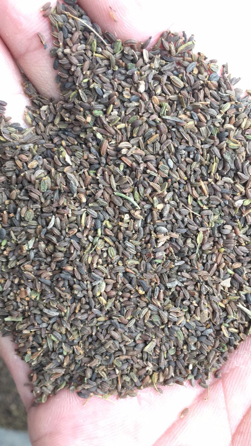 🔥柴胡籽北柴胡种子，黑柴胡种子，纯新货保证芽率