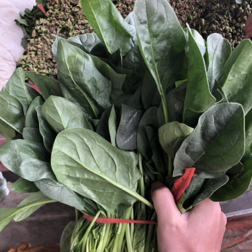 菠菜
