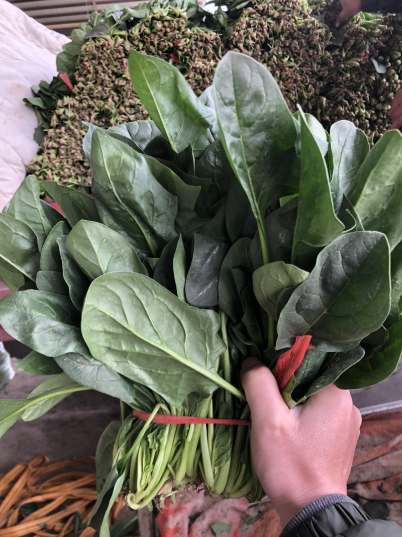 菠菜