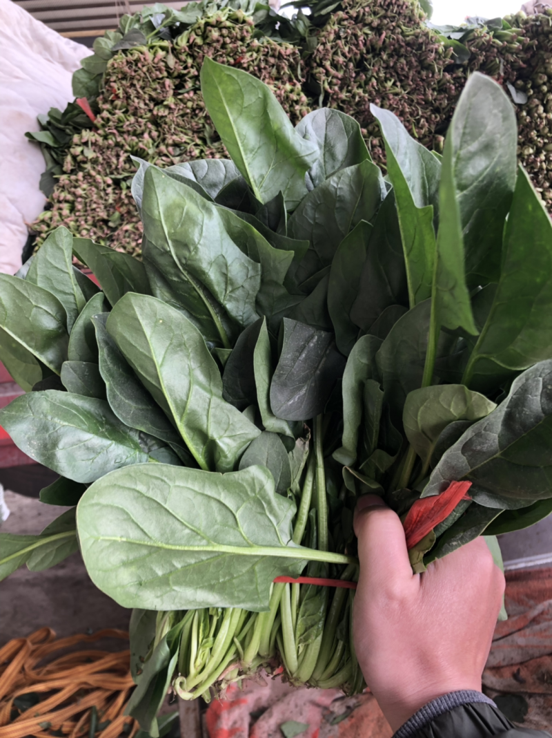 菠菜