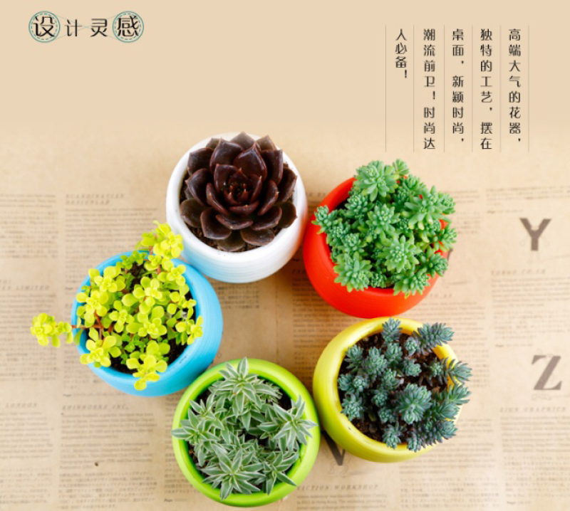 多肉植物盆栽混合全国包邮代发承接微商团购社区购一件代发