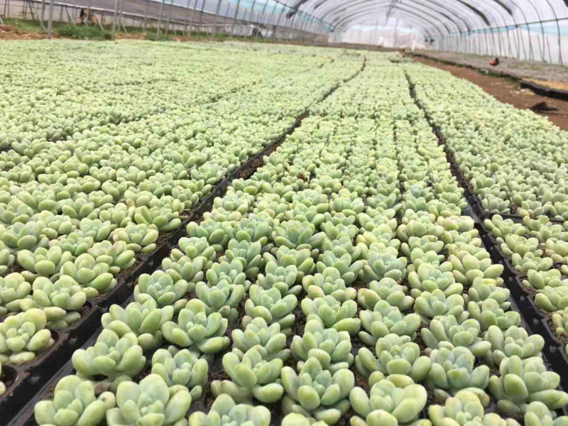 多肉植物盆栽混合全国包邮代发承接微商团购社区购一件代发