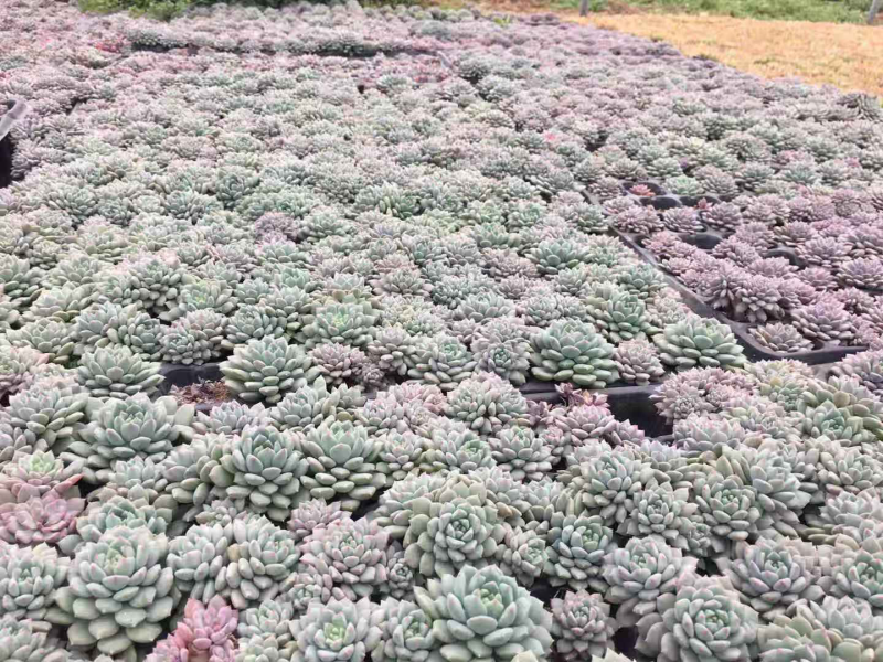 多肉植物盆栽混合全国包邮代发承接微商团购社区购一件代发