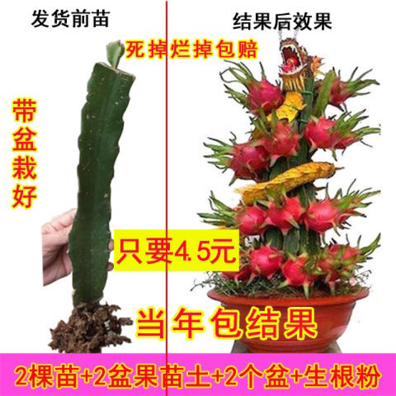 火龙果苗子盆栽地栽红心红肉南方北方都可以种