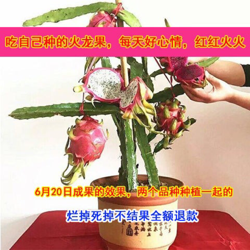 火龙果苗子盆栽地栽红心红肉南方北方都可以种