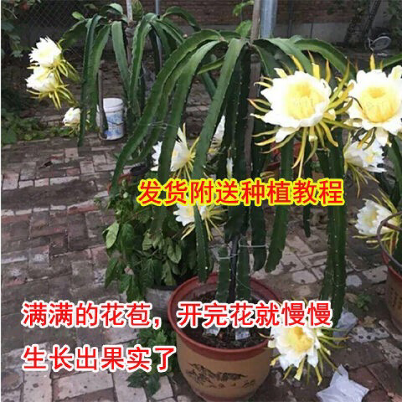 火龙果苗子盆栽地栽红心红肉南方北方都可以种