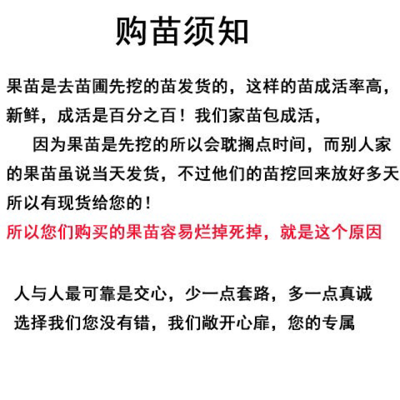 火龙果苗子盆栽地栽红心红肉南方北方都可以种