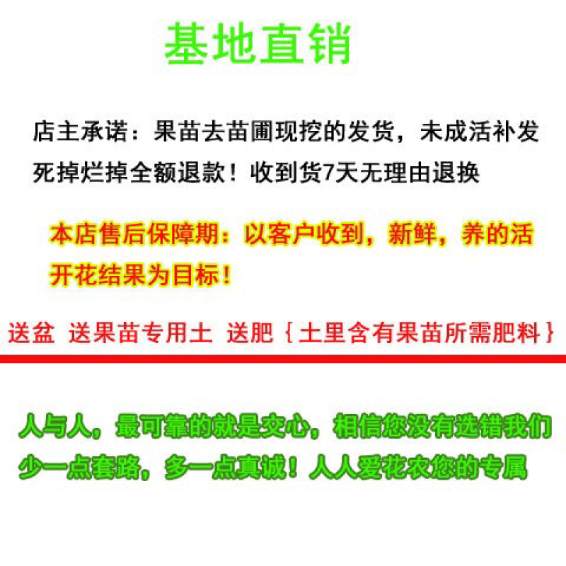 火龙果苗子盆栽地栽红心红肉南方北方都可以种
