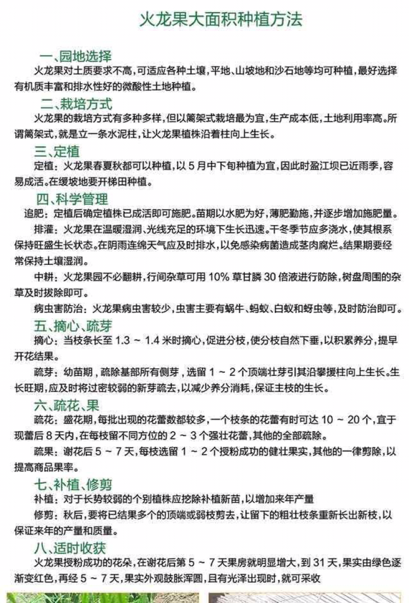 火龙果苗子盆栽地栽红心红肉南方北方都可以种