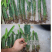 火龙果苗子盆栽地栽红心红肉南方北方都可以种