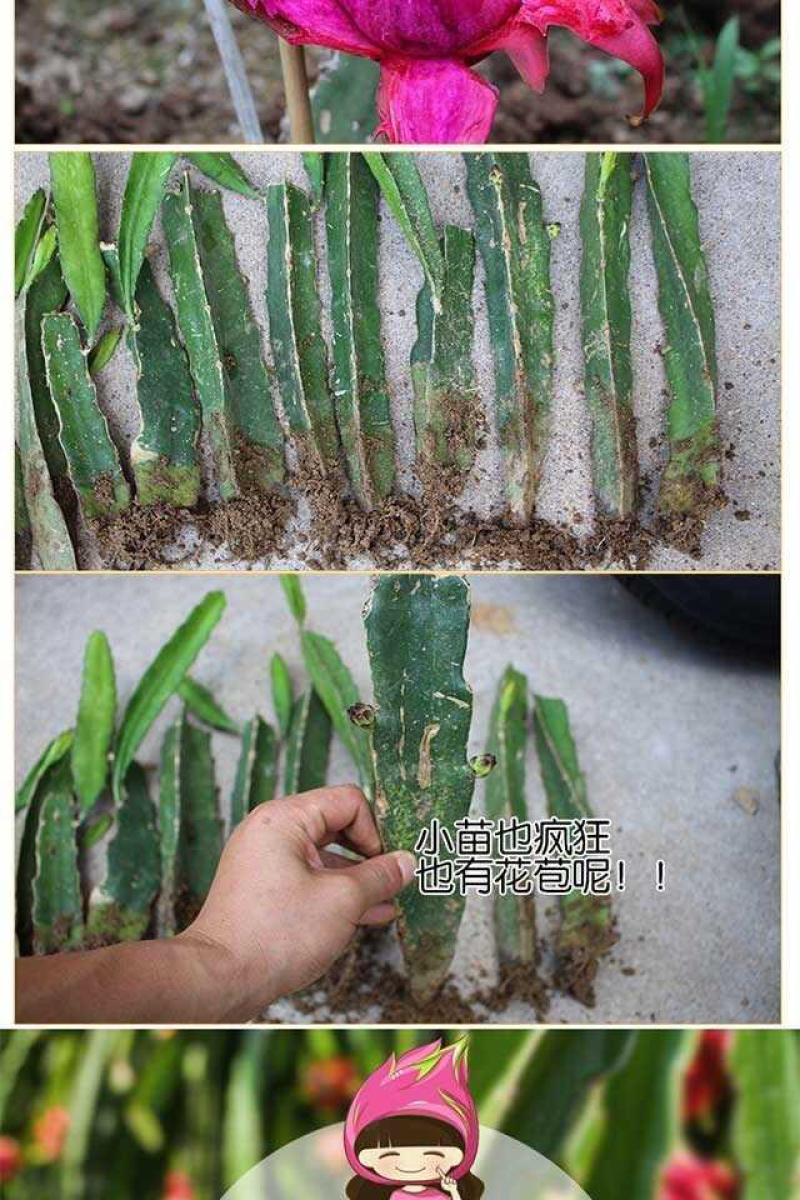 火龙果苗子盆栽地栽红心红肉南方北方都可以种