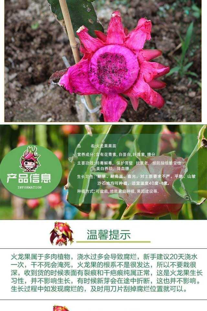 火龙果苗子盆栽地栽红心红肉南方北方都可以种