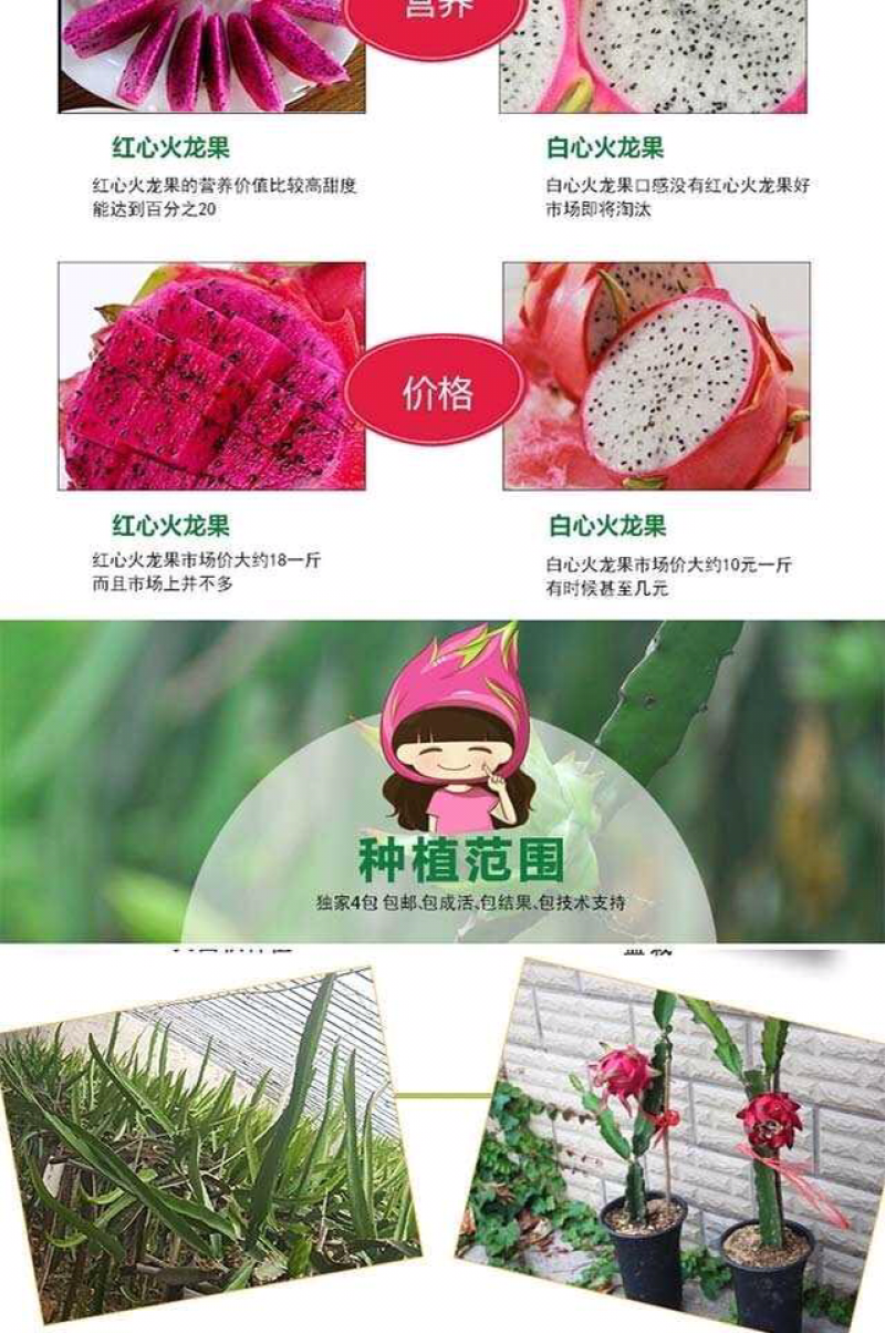火龙果苗子盆栽地栽红心红肉南方北方都可以种