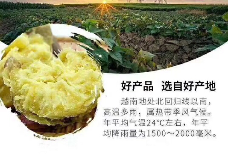 越南板栗红薯支持一件代发微商电商