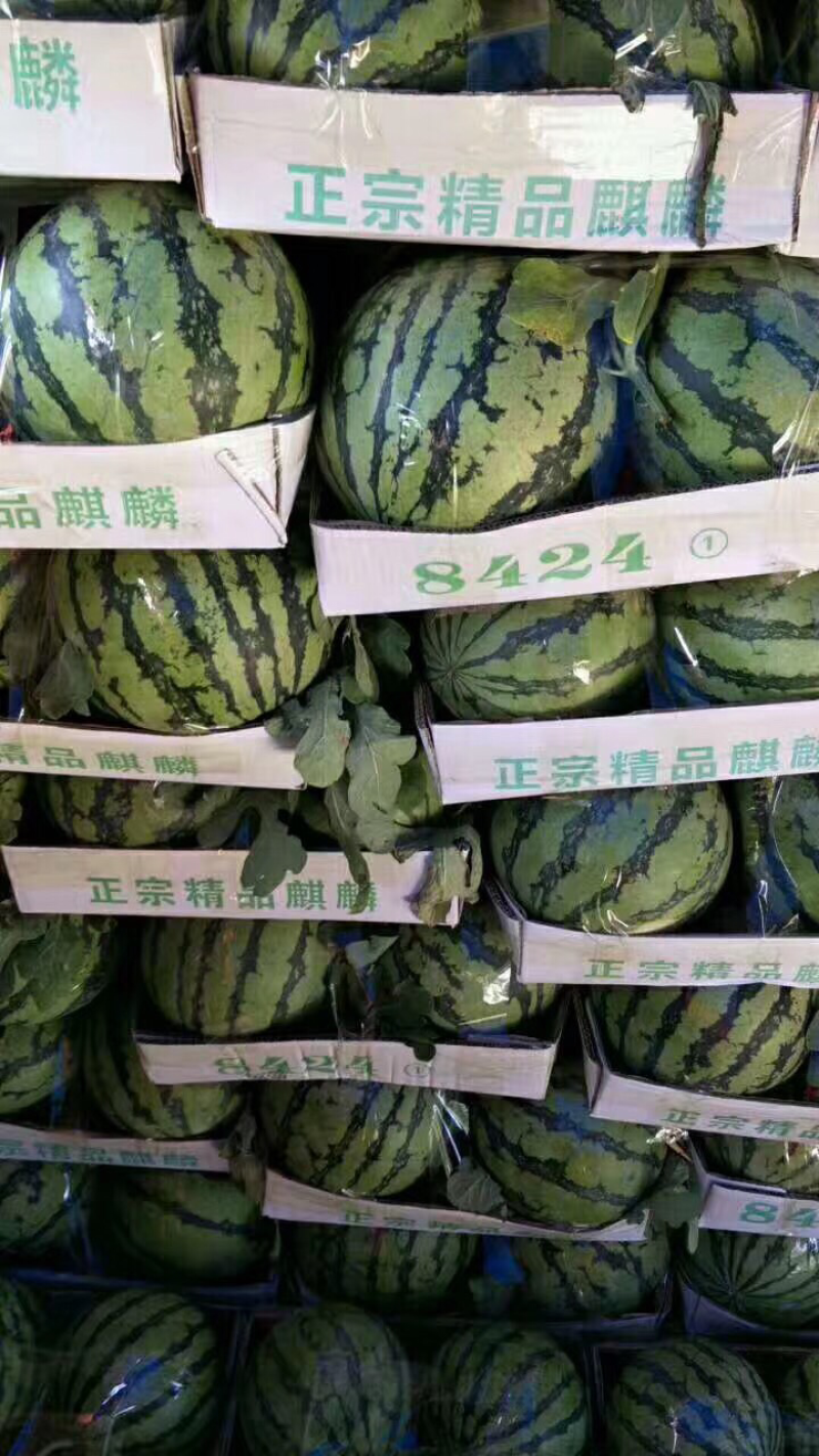 。8424麒麟瓜。