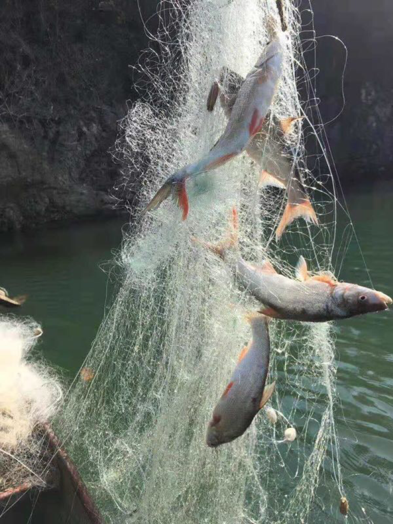 翘嘴白