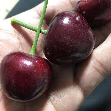 大连樱桃