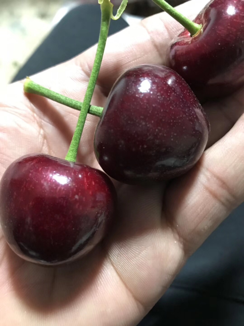 大连樱桃