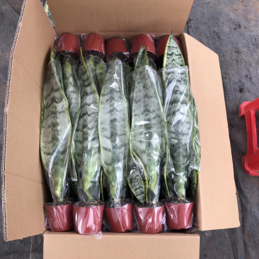 高脚虎皮兰3株种40装。