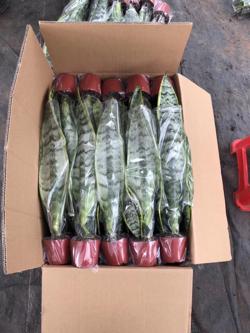 高脚虎皮兰3株种40装。