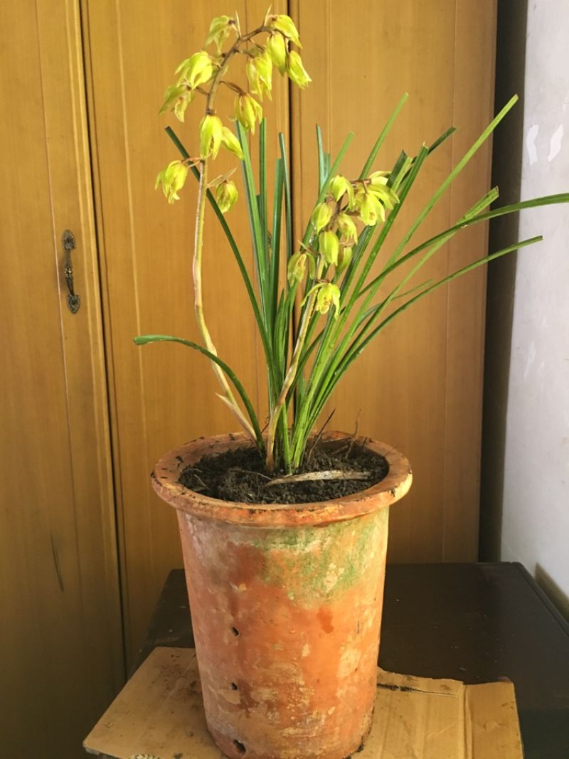 兰花惠兰兰花香小花惠兰墨兰春兰建兰达摩兰花