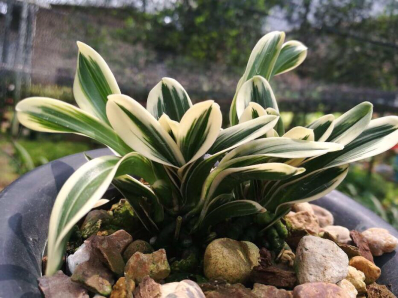 兰花惠兰兰花香小花惠兰墨兰春兰建兰达摩兰花