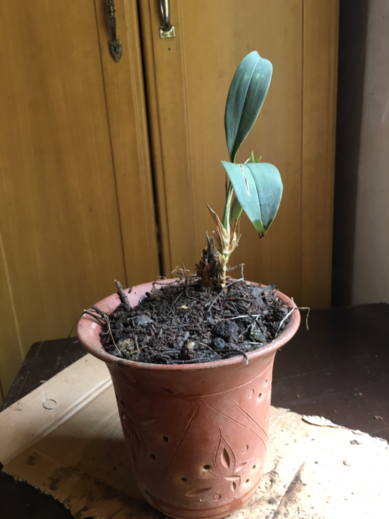 兰花惠兰兰花香小花惠兰墨兰春兰建兰达摩兰花