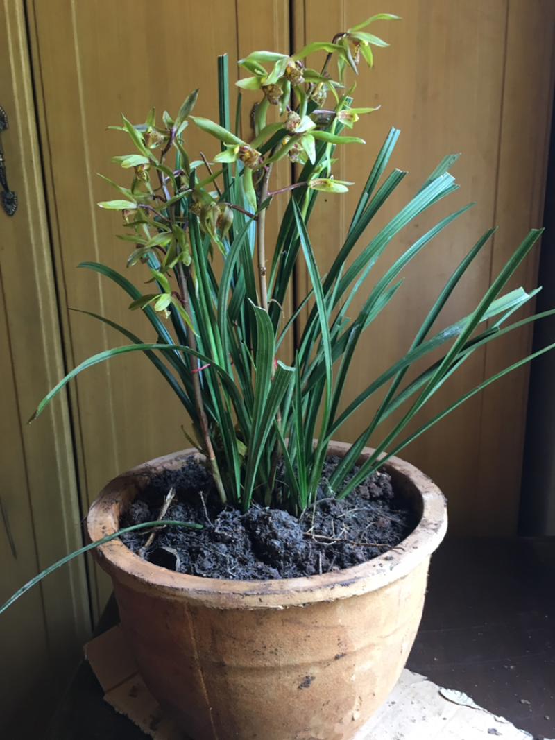 兰花惠兰兰花香小花惠兰墨兰春兰建兰达摩兰花