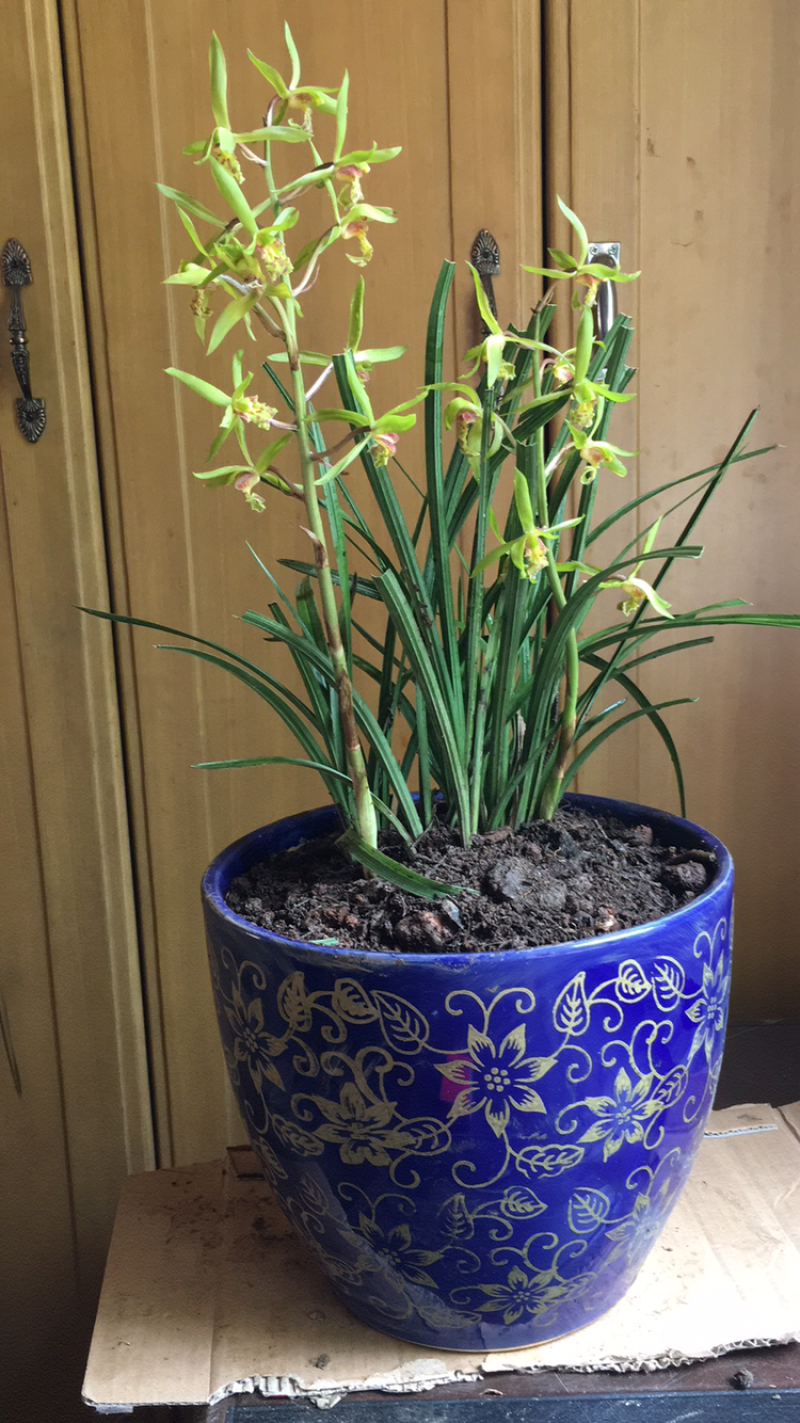 兰花惠兰兰花香小花惠兰墨兰春兰建兰达摩兰花