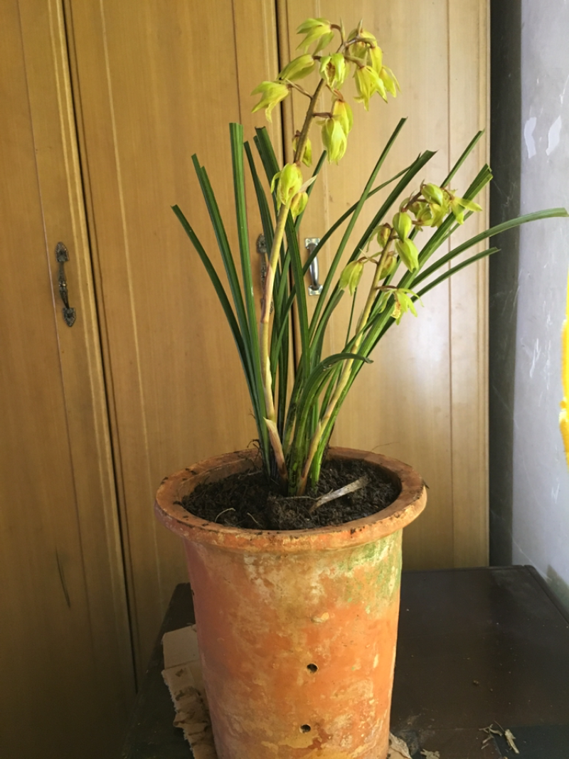 兰花惠兰兰花香小花惠兰墨兰春兰建兰达摩兰花