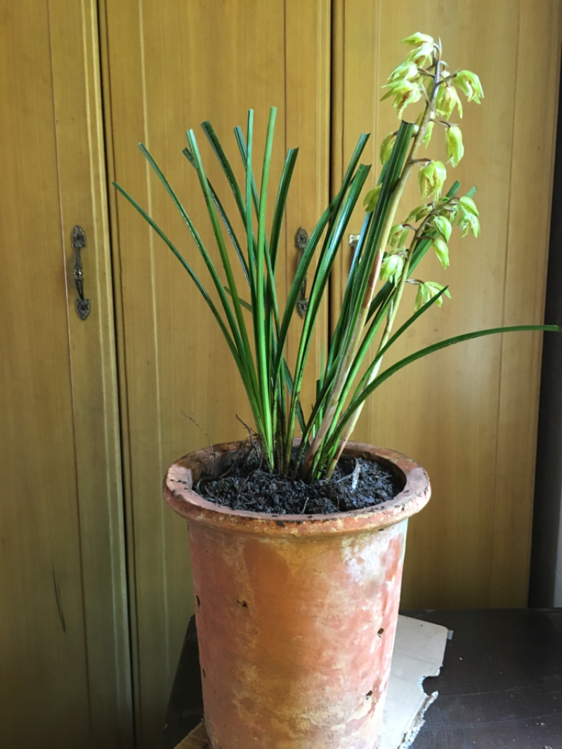 兰花惠兰兰花香小花惠兰墨兰春兰建兰达摩兰花