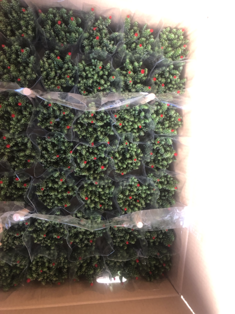 招财手摇钱树插花