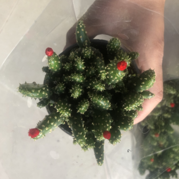 招财手摇钱树插花