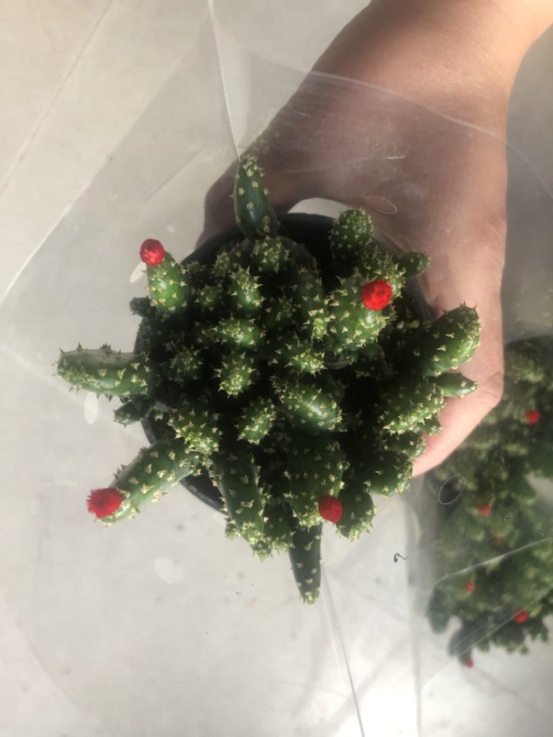 招财手摇钱树插花