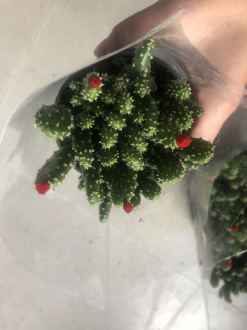 招财手摇钱树插花