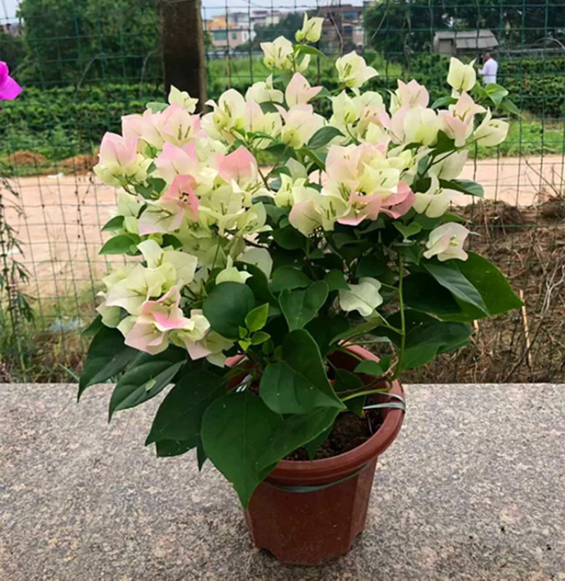 三角梅，各种规格各种品种