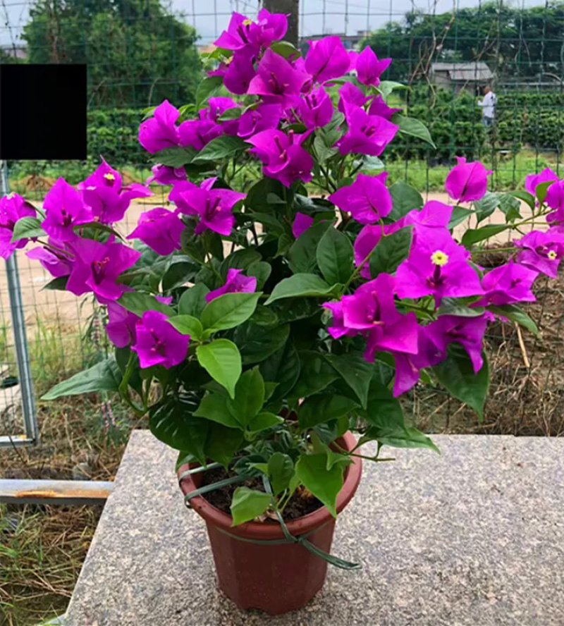 三角梅，各种规格各种品种