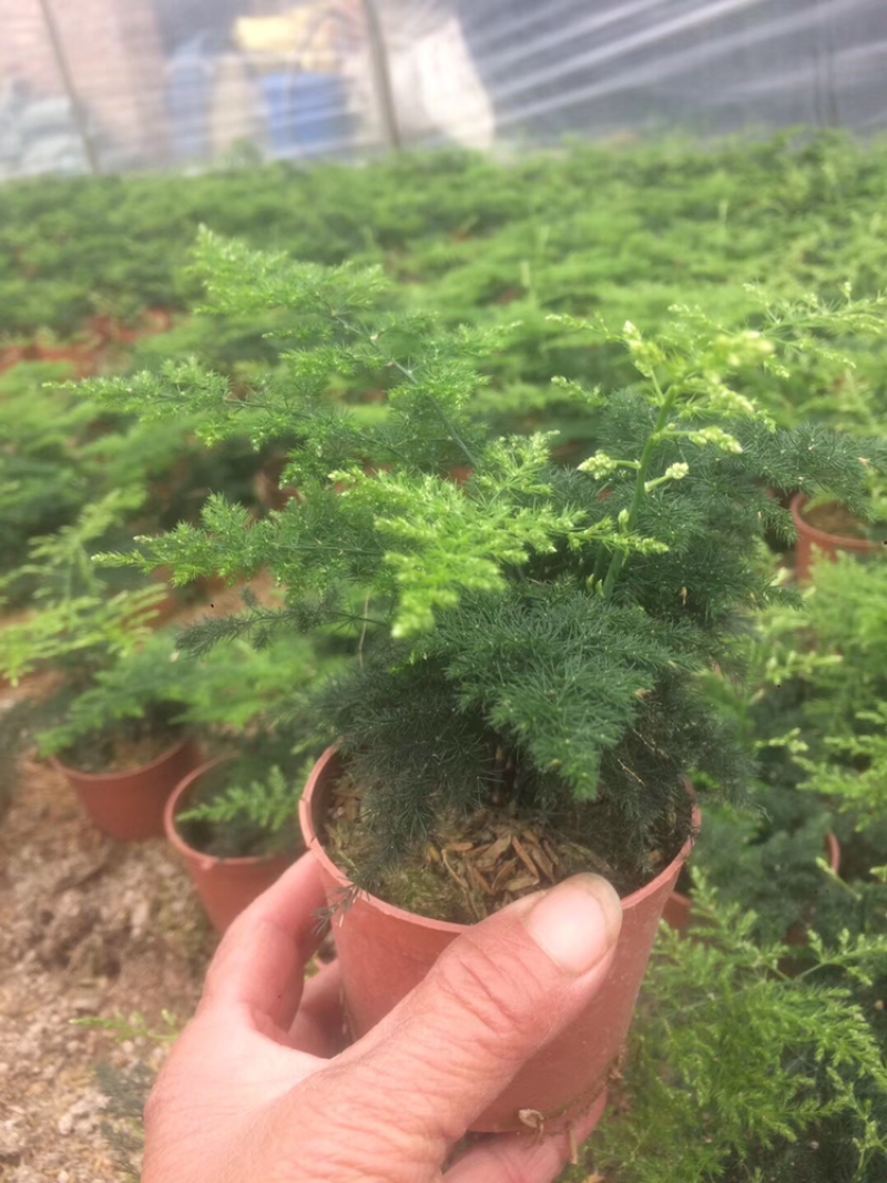文竹大盆小盆自家大棚一手货源小文竹48装