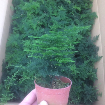 文竹大盆小盆自家大棚一手货源小文竹48装